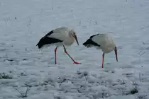 Sind Schweizer St�rche h�rter oder fauler als andere St�rche?! Vier Wei�st�rche stehen t�glich im Schnee auf einer gro�e Wiese neben einem Wohnquartier am Rand von Ennetb�rgen (NW). Die Anwohner f�ttern sie durch den Winter. Als Hobbyornithologe wei� ich das V�gel sehr wiederstandsf�hig sind. Wir beobachten das bei den Nandus in Norddeutschland. Aber sie m�ssen fressen, fressen, fressen! Fehlt ihnen die Nahrungsgrundlage, kommt das schnelle Ende! Ennentb�rgen, 30.01.2015