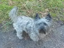 Strolch,am 02.Februar 2015,bei seiner Lieblingsbesch�ftigung:Spaziergehen an der frischen Luft und mal ohne Leine zutoben.