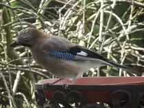 Eichelh�her, aufgenommen am 21.06.2012