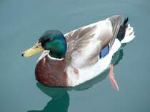 Eine Ente im Gardasee bei Salo, aufgenommen am 07.05.2004