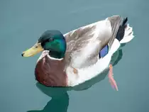 Eine Ente im Gardasee bei Salo, aufgenommen am 07.05.2004