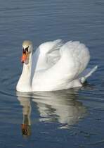 Hckerschwan (Cygnus olor) am 1.2.2015 Pichlingersee Linz-Ebelsberg