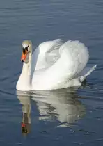 H�ckerschwan (Cygnus olor) am 1.2.2015 Pichlingersee Linz-Ebelsberg