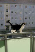  Tante  Mausi geniesst die Sonne auf dem Balkon. Pirna 07.02.2015