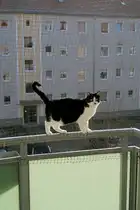  Tante  Mausi geniesst die Sonne auf dem Balkon. Pirna 07.02.2015