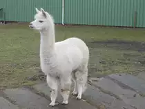 Ein Wei�es Alpaka ist in Poseritz Zuhause.Aufnahme vom 09.Februar 2015.