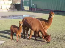 Familie Alpaka,am 09.Februar 2015,in Poseritz.