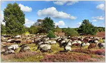 Heidschnucken in Jungemanns Heide bei Oberhaverbeck, L�neburger Heide September 2014 