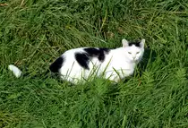 Felltiger auf M�usejagd bei Euskirchen - 27.10.2014