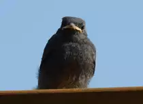 Junges Hausrotschw�nzchen am dem Gartenzaun - 28.07.2014