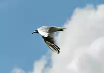 M�we �ber dem Rhein in Neuwied - 24.07.2014