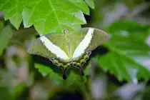 Siehst du mich oder siehst du mich nicht. Ich bin doch gr�n.