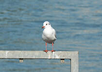 Mwe am Rheinufer in Remagen - 01.10.2014