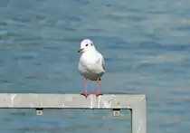 M�we am Rheinufer in Remagen - 01.10.2014