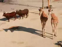 Tierpaare Parade. Watussirinder und Giraffen in Knies Kinderzoo. Der Zoo ist ein zoologischer Garten in Rapperswil-Jona, Schweiz, der 1962 er�ffnet wurde. Er geh�rt zum schweizerischen Traditionszirkus Knie - 20.03.2014