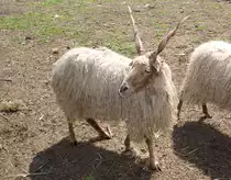 Ungarisches Zackelschaf, aufgenommen am 10.06.2006 in der N�he von Gy�r, Ungarn 