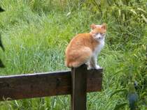 Lustige Katze. Alles eine Frage des Gleichgewichts... - 29.09.2010