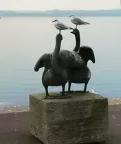 M�ven auf Schw�ne am Zugersee, Schweiz - 31.10.2013