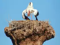 Storch - Storchentanz, aufgenommen in Rapperswil am Z�richsee - 20.03.2014