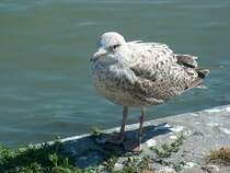 Steife Briese heute. 