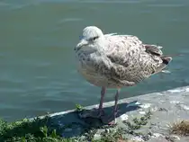 Steife Briese heute. 