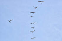 Schwne im Formationsflug. - 25.01.2015