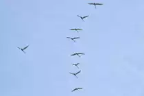 Schw�ne im Formationsflug. - 25.01.2015