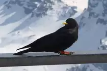 Alpenkr�he auf dem Sass Pordoi, 21.3.14