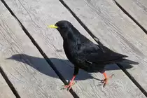 Alpenkr�he auf dem Sass Pordoi, 21.3.14