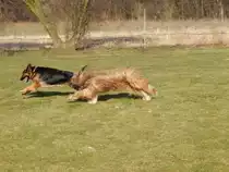 2 Hunde auf den Hundeplatz beim spielen. Vorne ist ein deutscher Sch�ferhund dahinter ist ein Briar.

Grevenbroich 07.03.2015