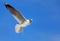 M�we im R�ttelflug. - 08.03.2015