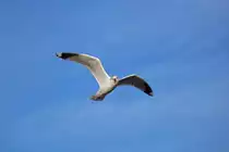 M�we blickt in die Kamera. - 08.03.2015