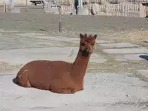 Was f�r ein Alpakaleben den ganzen Tag nur fressen und in der Sonne faulenzen.Aufgenommen,am 08.M�rz 2015,in Poseritz.