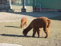 Mahlzeit ! Gro�-und Kleinalpaka am 08.M�rz 2015 beim fressen in Poseritz.