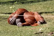 Orang-Utan in der ZOOM Erlebniswelt Gelsenkirchen 8.3.2015