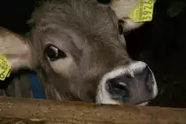 Bin ich nicht sch�n?