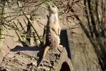 Erdm�nnchen in der ZOOM Erlebniswelt Gelsenkirchen 8.3.2015