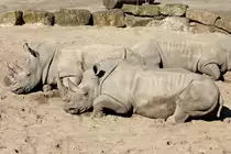 Nash�rner in der ZOOM Erlebniswelt Gelsenkirchen 8.3.2015