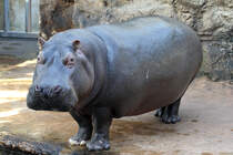 Flusspferd in der ZOOM Erlebniswelt Gelsenkirchen 8.3.2015