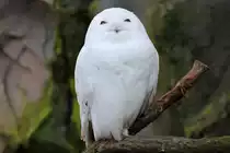 Schnee-Eule in der ZOOM Erlebniswelt Gelsenkirchen 8.3.2015