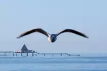 M�we blickt in die Kamera. - 08.03.2015