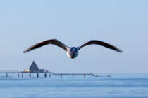 Mwe blickt in die Kamera. - 08.03.2015