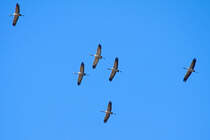 Kraniche im Vorbeiflug. - 08.03.2015