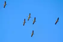 Kraniche im Vorbeiflug. - 08.03.2015