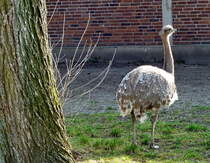 Darwin-Nandu (Pterocnemia pennata). Der Darwin-Nandu bev�lkert das offene Grasland bis zu einer H�he von 4500m im westlichen S�damerika. Foto:Zoologischer Garten Berlin, 17.03.2015