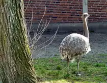 Darwin-Nandu (Pterocnemia pennata). Der Darwin-Nandu bev�lkert das offene Grasland bis zu einer H�he von 4500m im westlichen S�damerika. Foto:Zoologischer Garten Berlin, 17.03.2015