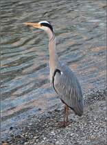 Graureiher. Konstanz, Mrz 2015.