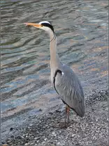 Graureiher. Konstanz, M�rz 2015.