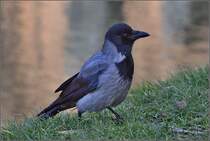 Wenig schreckhafte Nebelkrhe. Dresden, Februar 2015.