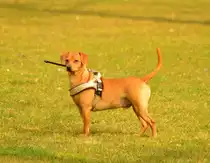 Nach gut einem Jahr zeige ich noch einmal ein Bild vom Sonnenschein meiner Freundin und mir.....Benji in Ha�mersheim am Sonntag den 15.3.2015